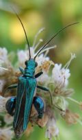 Oedemera nobilis